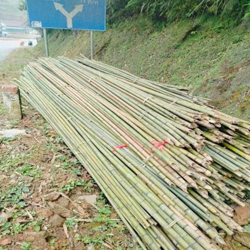CÂY TRÚC 4M